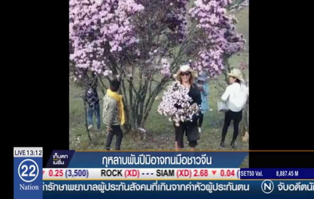 กุหลาบพันปี มิอาจทนมือชาวจีน กุหลาบพันปี มิอาจทนมือชาวจีน