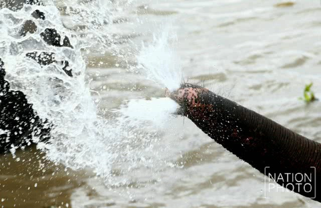 พิธีแห่นาคบนหลังช้าง พิธีเก่าแก่ของชาว จ.สุรินทร์