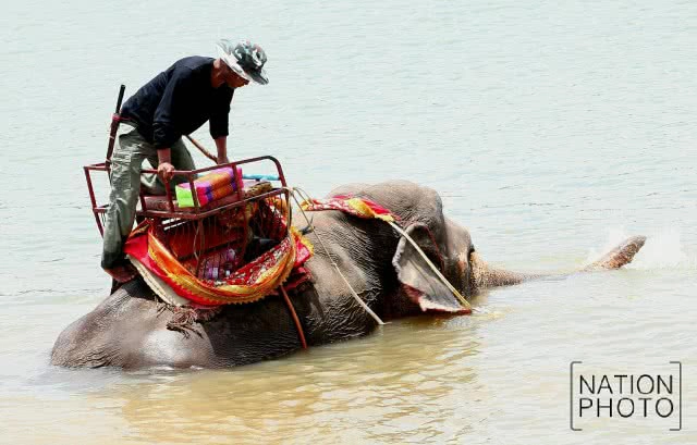 พิธีแห่นาคบนหลังช้าง พิธีเก่าแก่ของชาว จ.สุรินทร์