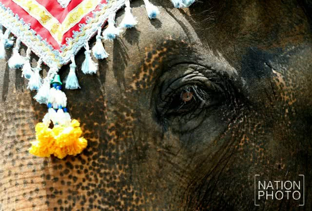 พิธีแห่นาคบนหลังช้าง พิธีเก่าแก่ของชาว จ.สุรินทร์