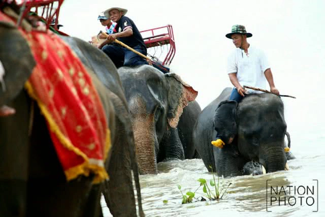 พิธีแห่นาคบนหลังช้าง พิธีเก่าแก่ของชาว จ.สุรินทร์