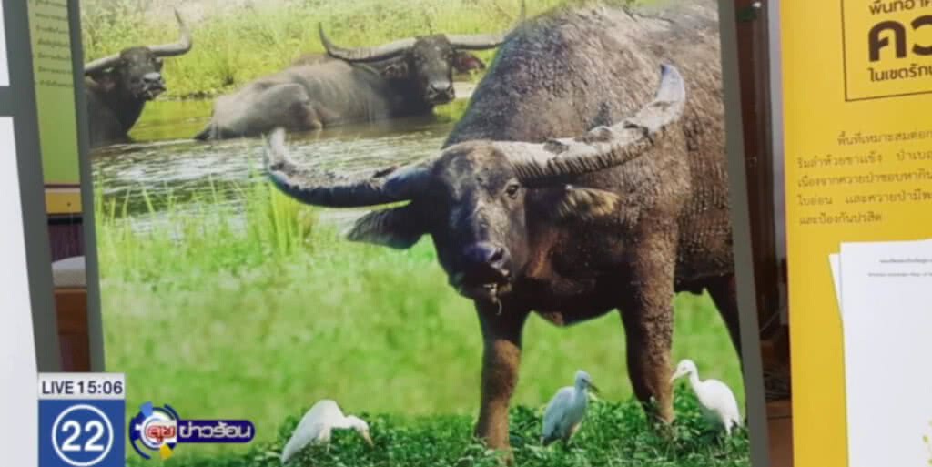 อุทยานแห่งชาติ เตรียมเก็บดีเอ็นเอควาย อุทยานแห่งชาติ เตรียมเก็บดีเอ็นเอควาย