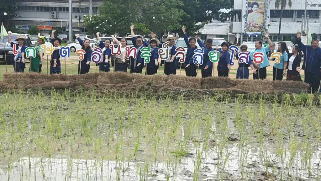 ชวนลงขัน ไปทำนาข้าวอินทรีย์ ยโสธร ชวนลงขัน ไปทำนาข้าวอินทรีย์ ยโสธร