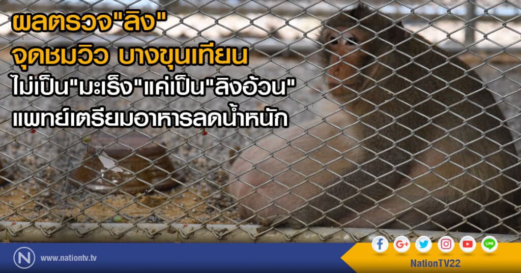 ผลตรวจ"ลิง" จุดชมวิว บางขุนเทียน
ไม่เป็น"มะเร็ง" แค่เป็น"ลิงอ้วน"
แพทย์เตรียมอาหารลดน้ำหนัก