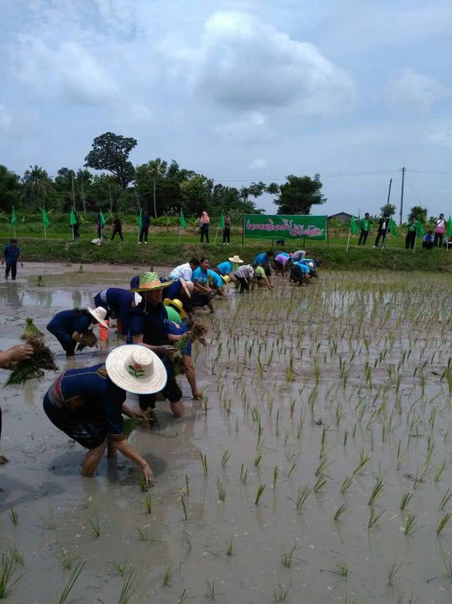 ชวนลงขัน ไปทำนาข้าวอินทรีย์ ยโสธร
