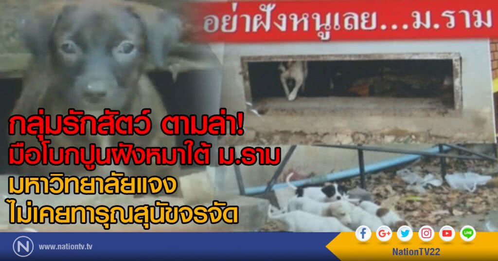 กลุ่มรักสัตว์ ตามล่าหามือโบกปูนหมาใต้ ม.ราม
มหาวิทยาลัยแจง ไม่เคยทารุณสัตว์