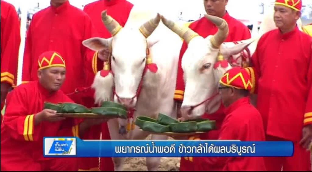 เก็บตกทั่วไทย 12-5-60 (1) พยากรณ์น้ำพอดี ข้าวกล้าได้ผลบริบูรณ์ เก็บตกทั่วไทย 12-5-60 (1) พยากรณ์น้ำพอดี ข้าวกล้าได้ผลบริบูรณ์