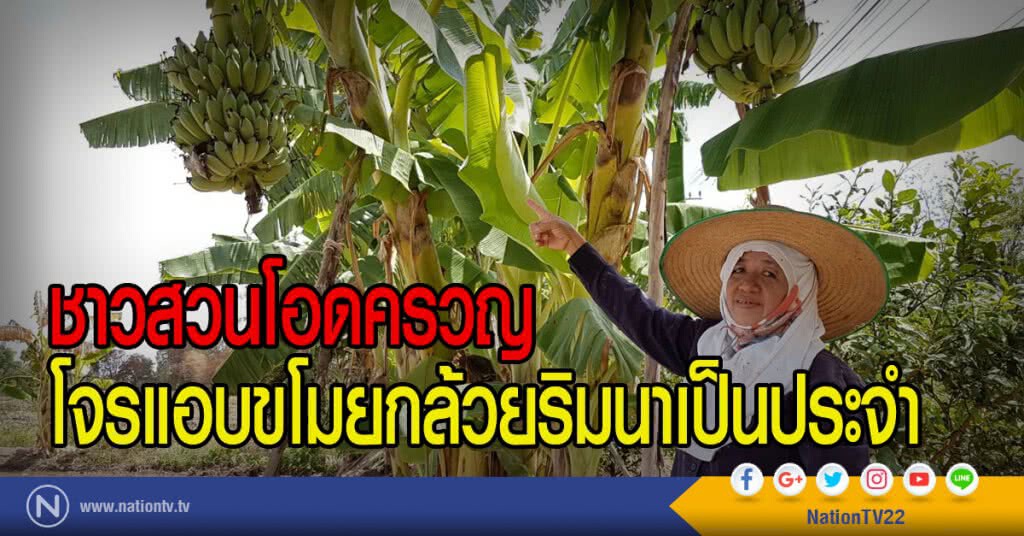 ชาวสวนโอดครวญ
โจรแอบขโมยกล้วยริมนาเป็นประจำ ชาวสวนโอดครวญ
โจรแอบขโมยกล้วยริมนาเป็นประจำ