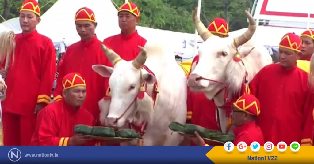 พระโคกินข้าว-ข้าวโพด-หญ้า ทำนายว่า ธัญญาหาร ผลาหาร-น้ำท่าบริบูรณ์ พระโคกินข้าว-ข้าวโพด-หญ้า ทำนายว่า ธัญญาหาร ผลาหาร-น้ำท่าบริบูรณ์