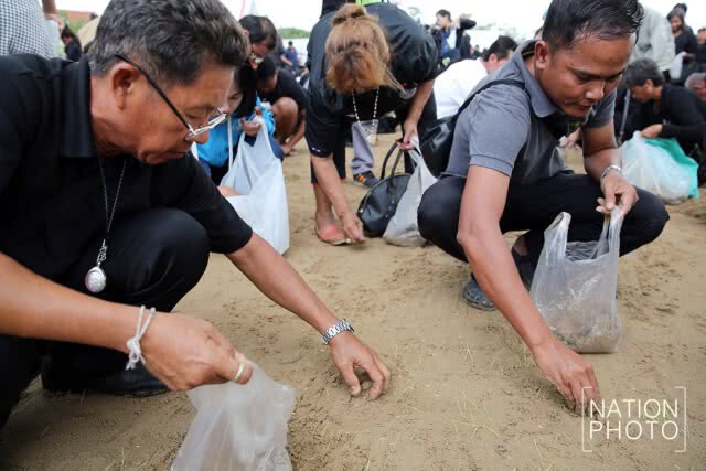 ประชาชนเก็บเมล็ดข้าวเปลือก หลังเสร็จพระราชพิธีพืชมงคลจรดพระนังคัลแรกนาขวัญ