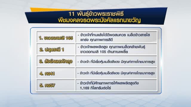เปิด! 11 พันธุ์ข้าวพระราชพิธีพืชมงคลฯ