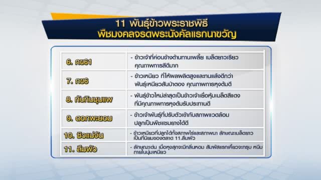 เปิด! 11 พันธุ์ข้าวพระราชพิธีพืชมงคลฯ