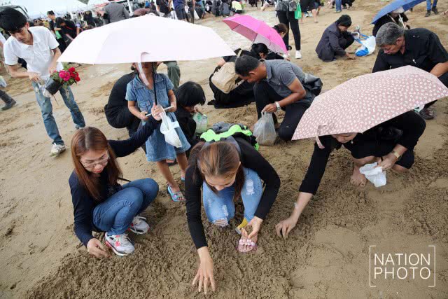 ประชาชนเก็บเมล็ดข้าวเปลือก หลังเสร็จพระราชพิธีพืชมงคลจรดพระนังคัลแรกนาขวัญ