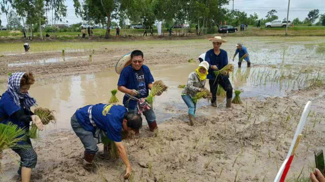 ชวนลงขัน
ไปทำนาข้าวเกษตรอินทรีย์@ยโสธร