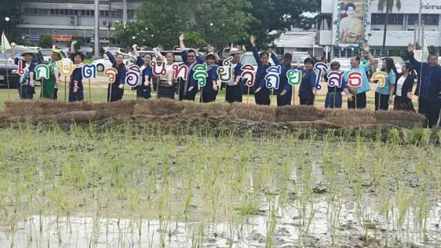 ชวนลงขัน
ไปทำนาข้าวเกษตรอินทรีย์@ยโสธร