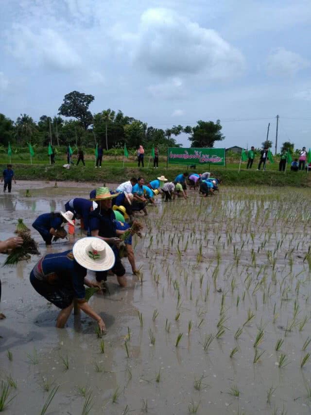 ชวนลงขัน
ไปทำนาข้าวเกษตรอินทรีย์@ยโสธร