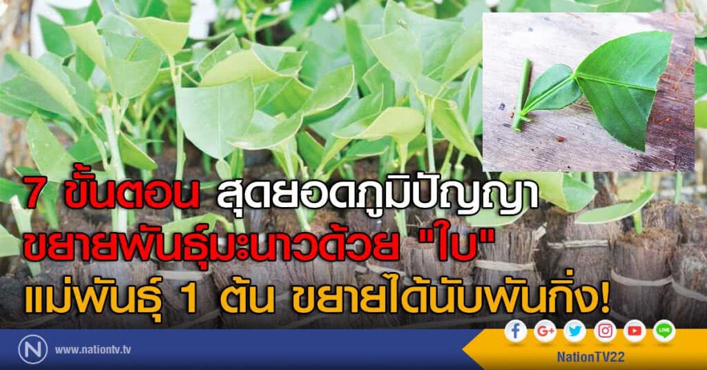 7 ขั้นตอน สุดยอดภูมิปัญญา
ขยายพันธุ์มะนาวด้วย "ใบ"
แม่พันธุ์ 1 ต้น ขยายได้นับพันกิ่ง!