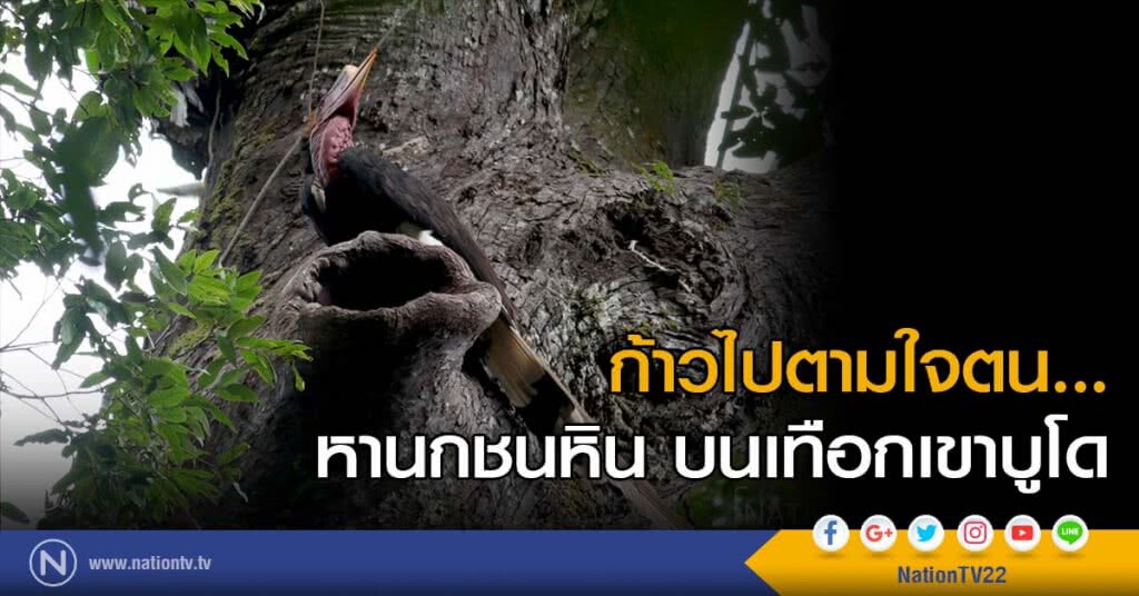 ก้าวไปตามใจตน... หานกชนหิน บนเทือกเขาบูโด