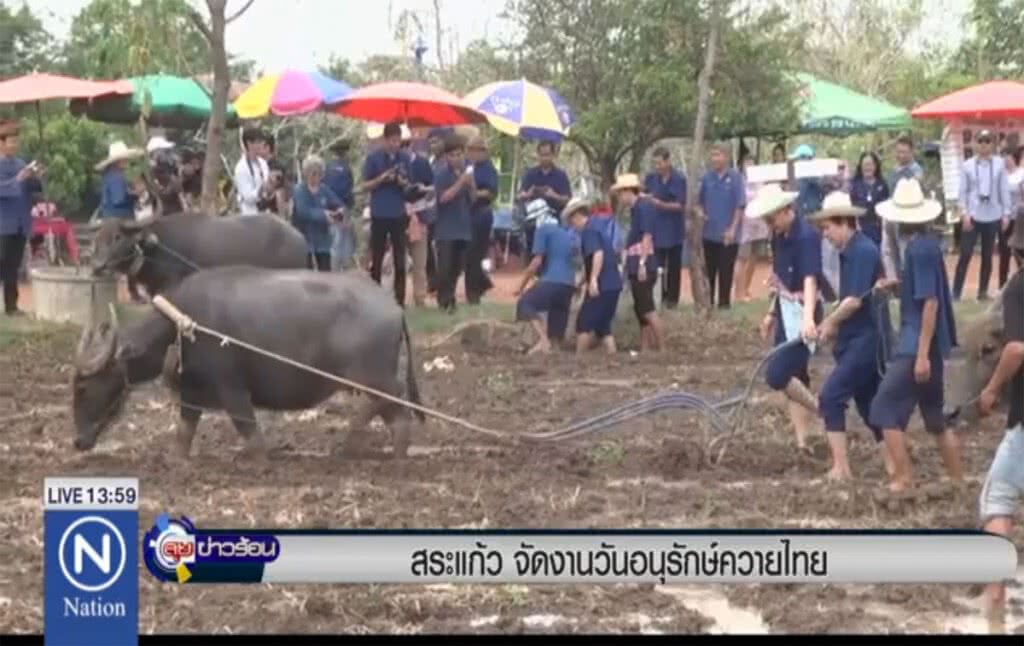 สระแก้วจัดงาน "วันอนุรักษ์ควายไทย" สระแก้วจัดงาน "วันอนุรักษ์ควายไทย"