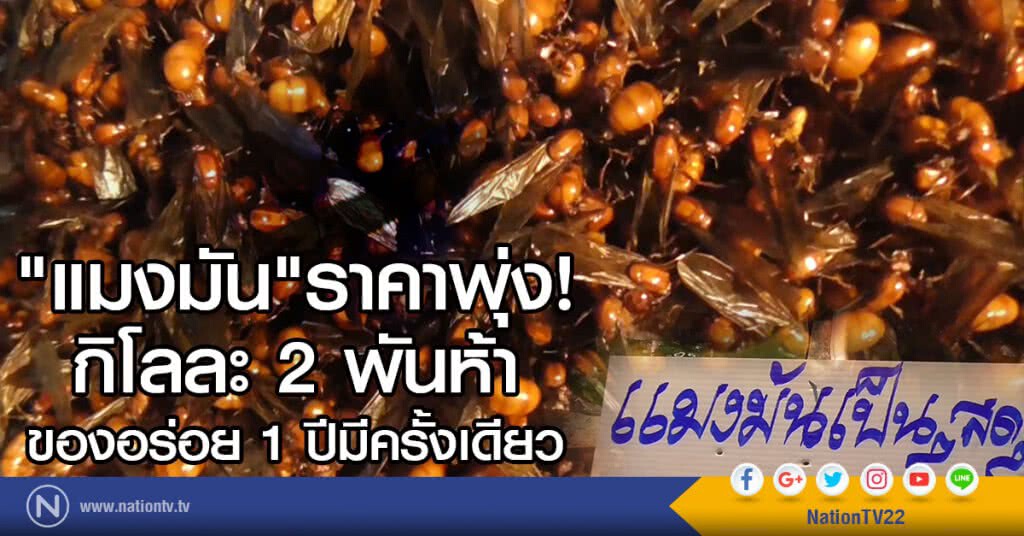 "แมงมัน"พุ่ง!
กิโลละ 2 พันห้า
ของอร่อย 1 ปีมีครั้งเดียว "แมงมัน"พุ่ง!
กิโลละ 2 พันห้า
ของอร่อย 1 ปีมีครั้งเดียว