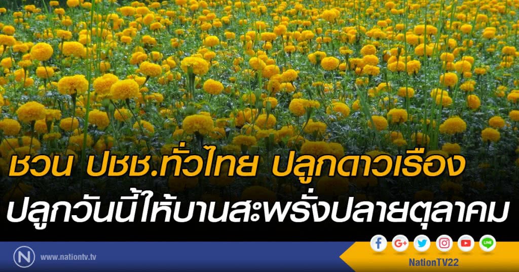 ชวน ปชช.ทั่วไทย ปลูกดาวเรือง
ปลูกวันนี้ให้บานสะพรั่งปลายตุลาคม