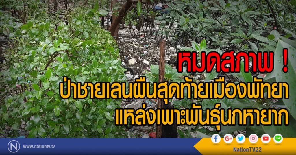 หมดสภาพ!
ป่าชายเลนผืนสุดท้ายเมืองพัทยา
แหล่งเพาะพันธุ์นกหายาก หมดสภาพ!
ป่าชายเลนผืนสุดท้ายเมืองพัทยา
แหล่งเพาะพันธุ์นกหายาก