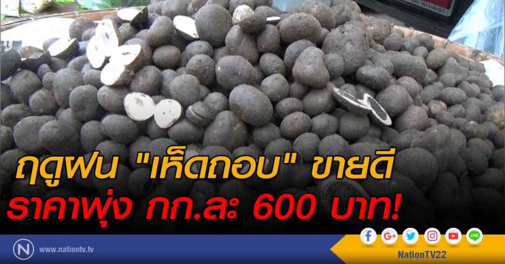ฤดูฝน "เห็ดถอบ" ขายดี
ราคาพุ่ง กก.ละ 600 บาท! ฤดูฝน "เห็ดถอบ" ขายดี
ราคาพุ่ง กก.ละ 600 บาท!