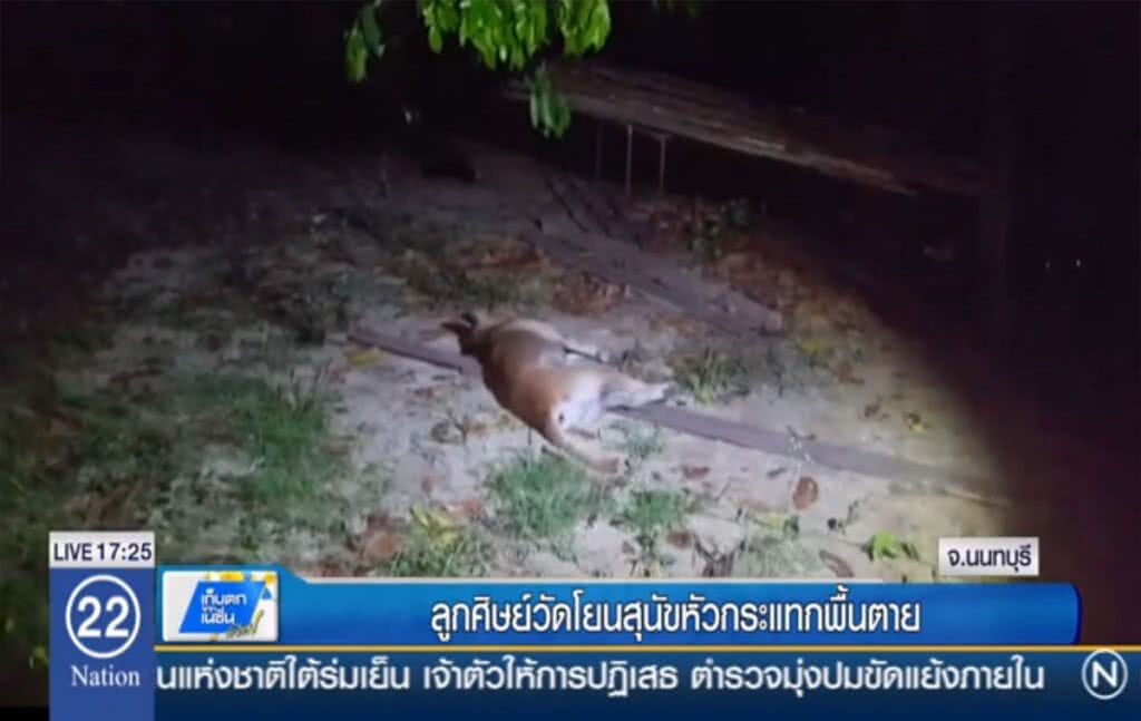 ลูกศิษย์วัด โยนสุนัขหัวกระแทกพื้นตาย ลูกศิษย์วัด โยนสุนัขหัวกระแทกพื้นตาย
