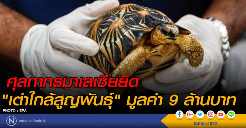 ศุลกากรมาเลเซียยึด "เต่าใกล้สูญพันธุ์" มูลค่า 9 ล้านบาท ศุลกากรมาเลเซียยึด "เต่าใกล้สูญพันธุ์" มูลค่า 9 ล้านบาท