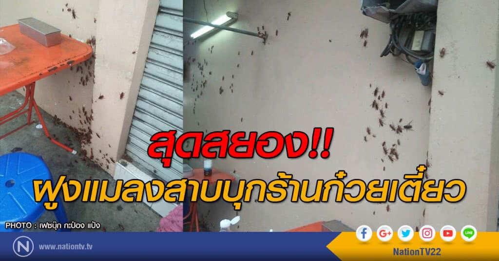 สุดสยอง!!
ฝูงแมลงสาบบุกร้านก๋วยเตี๋ยว สุดสยอง!!
ฝูงแมลงสาบบุกร้านก๋วยเตี๋ยว