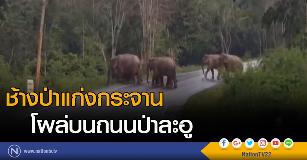 ช้างป่าแก่งกระจาน โผล่บนถนนป่าละอู ช้างป่าแก่งกระจาน โผล่บนถนนป่าละอู