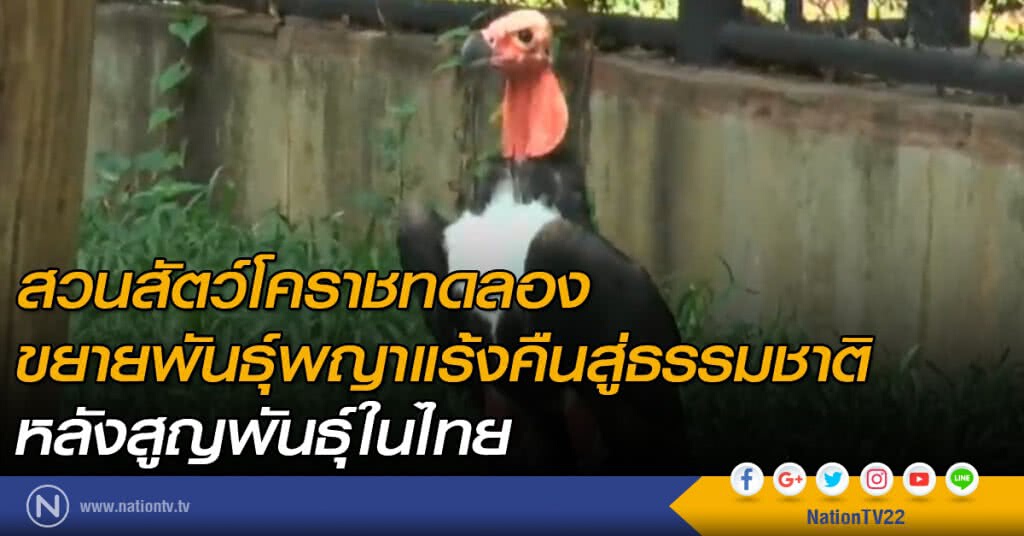 สวนสัตว์โคราชขยายพันธุ์อีแร้ง สวนสัตว์โคราชขยายพันธุ์อีแร้ง