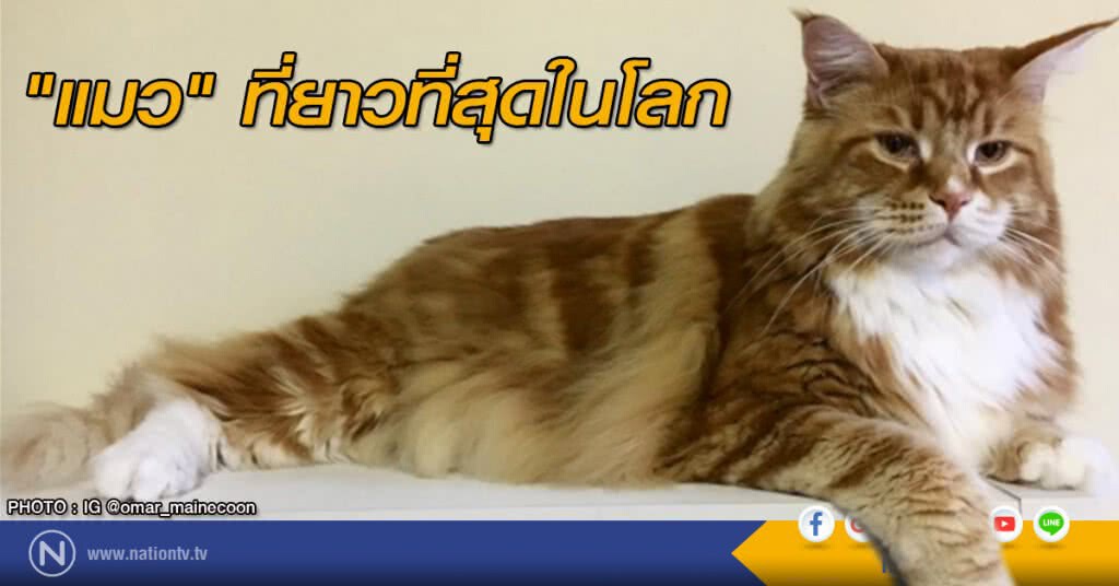 "แมว" ที่ยาวที่สุดในโลก