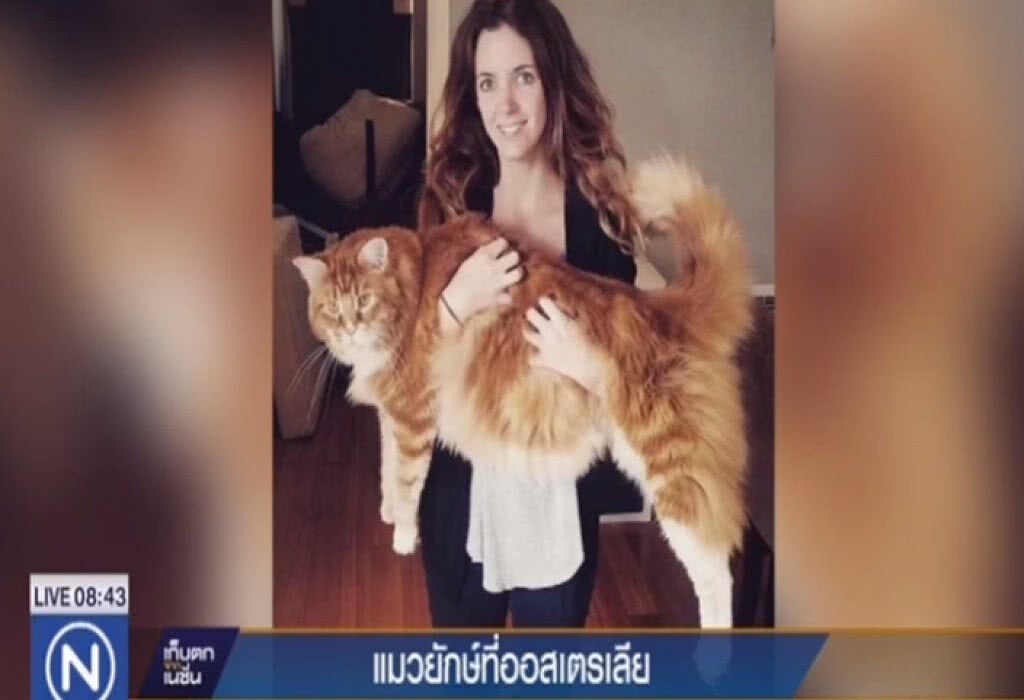 พบแมว "เมน คูน" ยักษ์ อาจจะใหญ่และยาวที่สุดในโลก