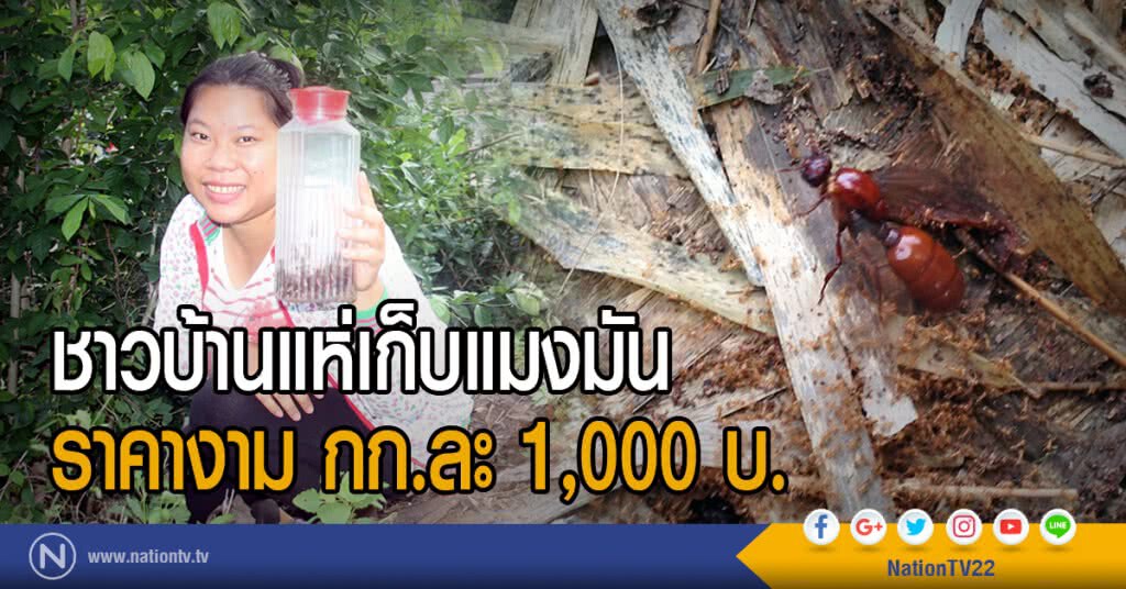 ชาวบ้านแห่เก็บแมงมัน
ราคางาม กก.ละ 1,000 บ.