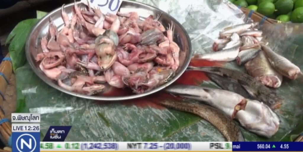 ชาวพิษณุโลก จับสัตว์ที่มากับน้ำ วางขายเต็มตลาด สร้างรายได้งาม ชาวพิษณุโลก จับสัตว์ที่มากับน้ำ วางขายเต็มตลาด สร้างรายได้งาม