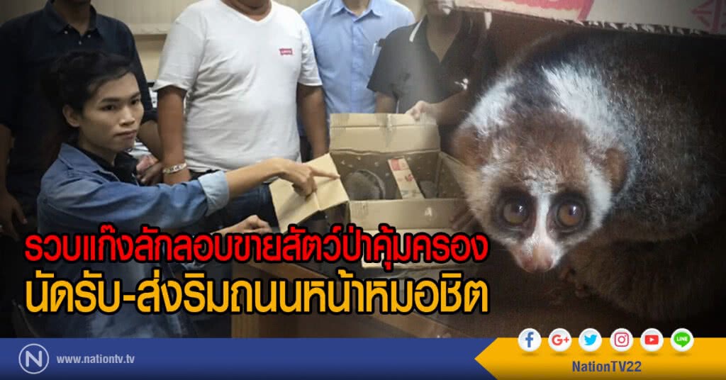 รวบแก๊งลักลอบขายสัตว์ป่าคุ้มครอง
นัดรับ-ส่งริมถนนหน้าหมอชิต รวบแก๊งลักลอบขายสัตว์ป่าคุ้มครอง
นัดรับ-ส่งริมถนนหน้าหมอชิต