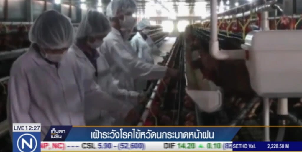 เฝ้าระวังไข้หวัดนก ที่ระบาดหน้าฝน เฝ้าระวังไข้หวัดนก ที่ระบาดหน้าฝน