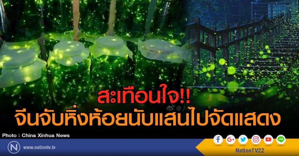สะเทือนใจ!! จีนจับหิ่งห้อยนับแสนไปจัดแสดง สะเทือนใจ!! จีนจับหิ่งห้อยนับแสนไปจัดแสดง