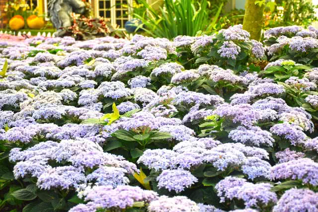 Chic-in : เพลาเพลิน บูทีก รีสอร์ท แอดเวนเจอร์แค้มป์ สวนดอกไม้ และอีกมากมาย ณ บุรีรัมย์