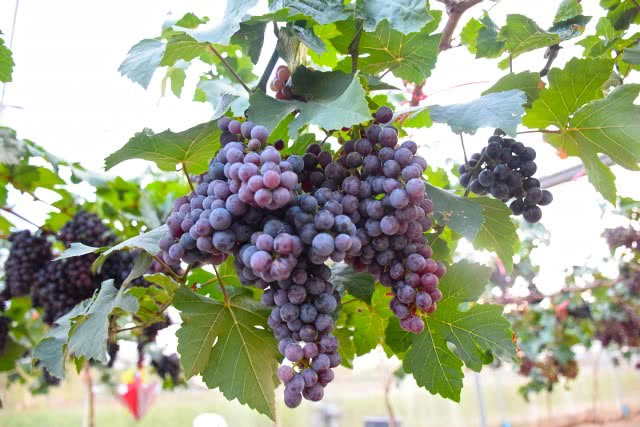 Chic-in : เพลาเพลิน บูทีก รีสอร์ท แอดเวนเจอร์แค้มป์ สวนดอกไม้ และอีกมากมาย ณ บุรีรัมย์