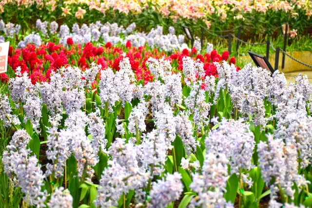 Chic-in : เพลาเพลิน บูทีก รีสอร์ท แอดเวนเจอร์แค้มป์ สวนดอกไม้ และอีกมากมาย ณ บุรีรัมย์