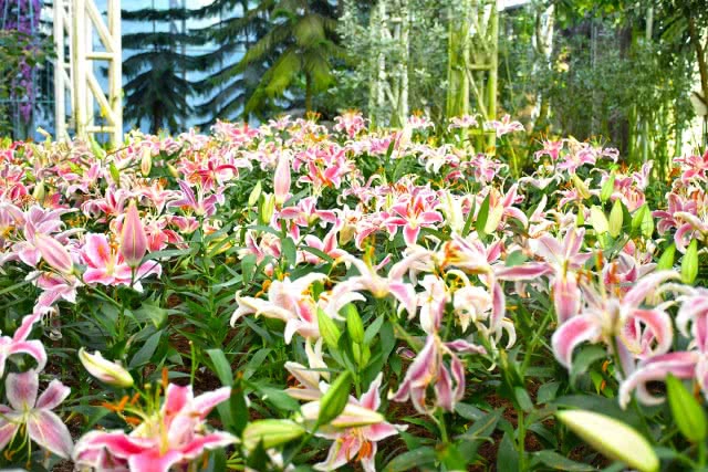 Chic-in : เพลาเพลิน บูทีก รีสอร์ท แอดเวนเจอร์แค้มป์ สวนดอกไม้ และอีกมากมาย ณ บุรีรัมย์