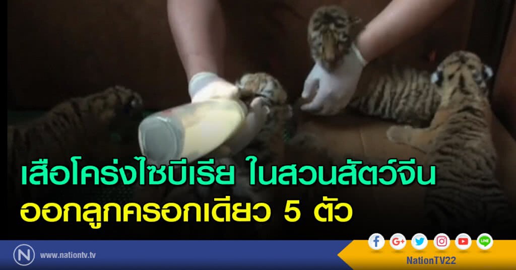 เสือโคร่งไซบีเรียในสวนสัตว์จีน ออกลูกครอกเดียว 5 ตัว เสือโคร่งไซบีเรียในสวนสัตว์จีน ออกลูกครอกเดียว 5 ตัว