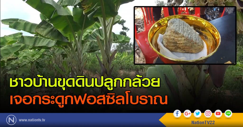ชาวบ้านขุดดินปลูกกล้วย เจอกระดูกฟอสซิลโบราณ ชาวบ้านขุดดินปลูกกล้วย เจอกระดูกฟอสซิลโบราณ