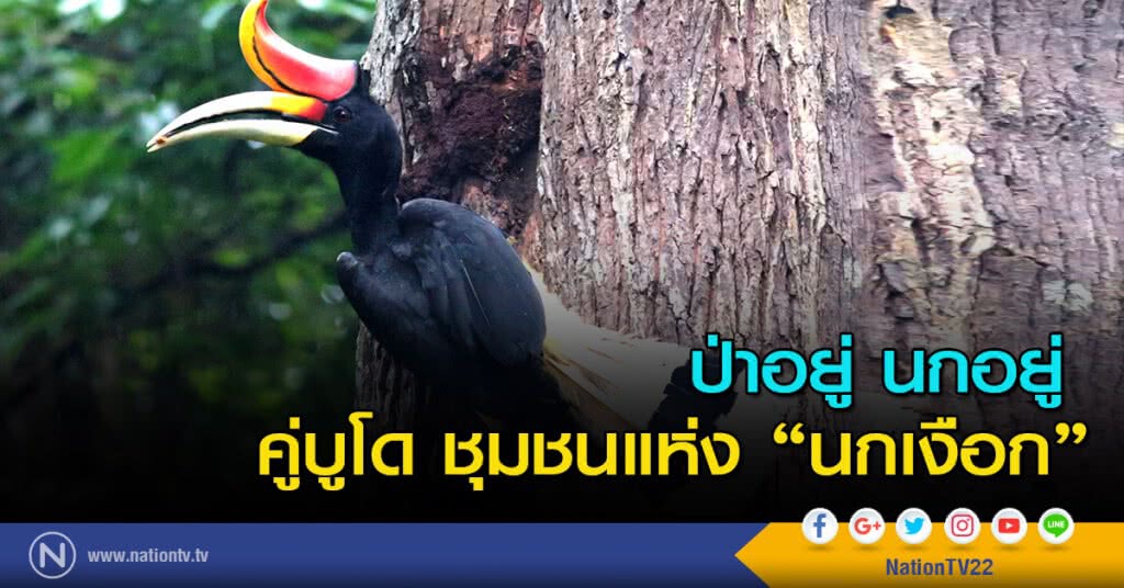 ป่าอยู่ นกอยู่ 
คู่บูโด ชุมชนแห่งนกเงือก