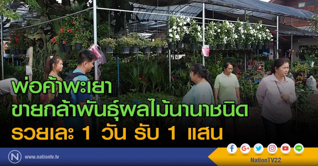 พ่อค้าพะเยา ขายกล้าพันธุ์ผลไม้นานาชนิด รวยเละ 1 วัน รับ 1 แสน