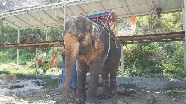 พบเบาะแสช้างถูกสวมรูปพรรณ หลังหายไป 14 ปี
