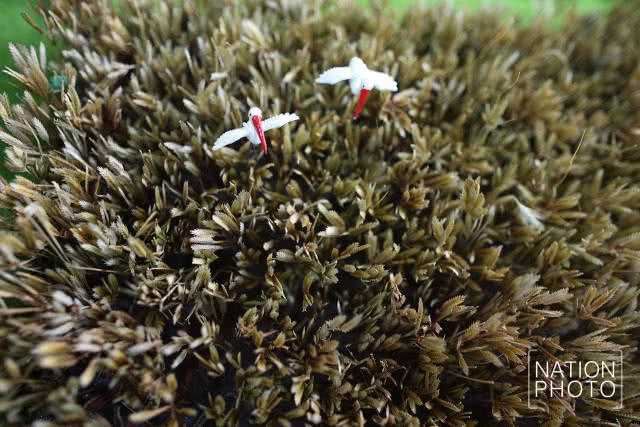 เตรียมความพร้อม พิธีบำเพ็ญกุศลกงเต็กอุทิศ ถวายพระบรมศพ รัชกาลที่ ๙