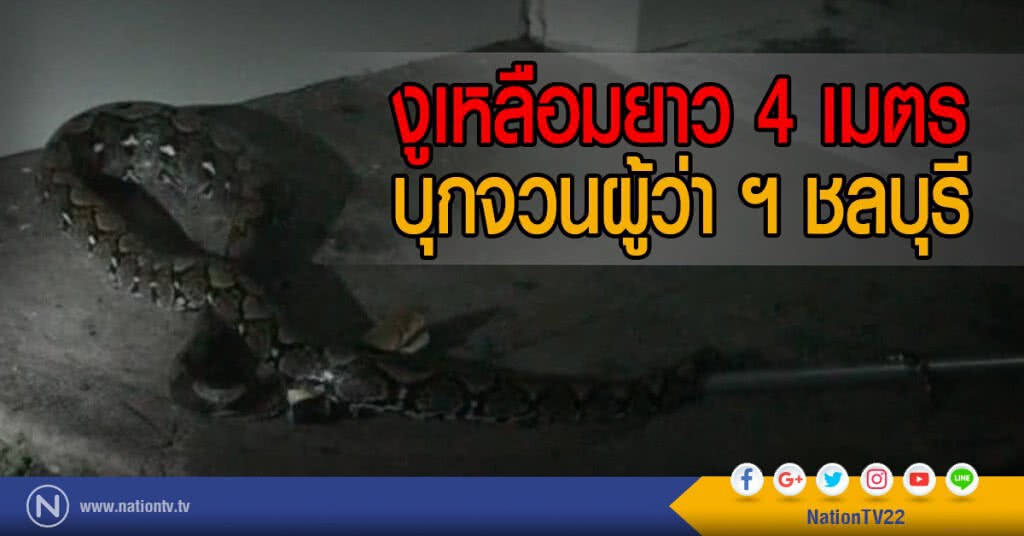 งูเหลือมยาว 4 เมตร
บุกจวนผู้ว่า ฯ ชลบุรี งูเหลือมยาว 4 เมตร
บุกจวนผู้ว่า ฯ ชลบุรี